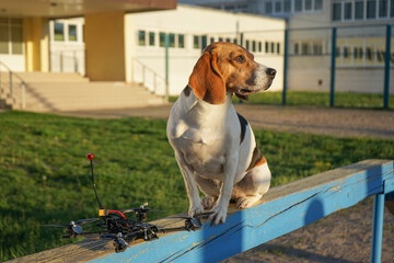 Beagle dog sitting next to a drone