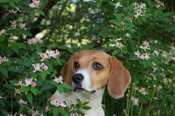 Beagle dog portrait in blooming tree white flowers in spring