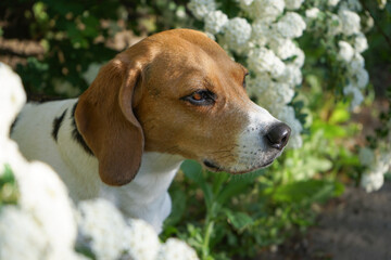Beagle dog portrait in blooming tree white flowers in spring
