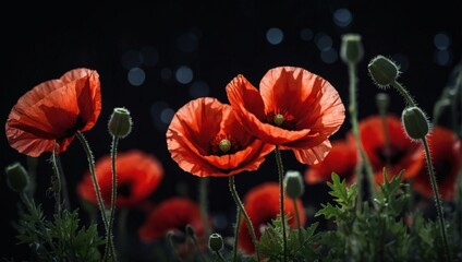 Honor with red poppies, against a black background, symbolizing Remembrance Day and Armistice Day, a poignant tribute to those who served and sacrificed