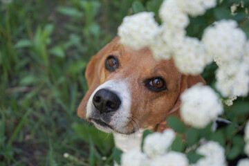 Beagle dog in blooming white flowers looking up 