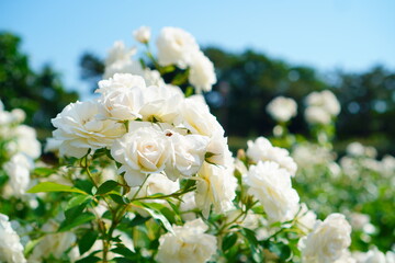 バラ園一面に広がる白い薔薇