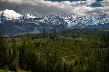 piękna wiosenna panorama Tatr z górskim lasem na pierwszym planie
