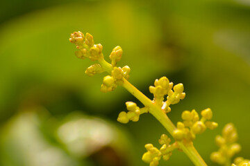 Close Up Of Little Mango Flower Buds