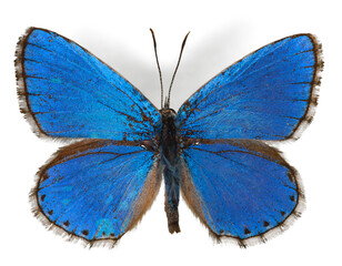 Blue butterfly isolated on transparent background. PNG