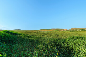 Wide angle long grass covered field shot. Green plain stretching under clear blue sky. The...