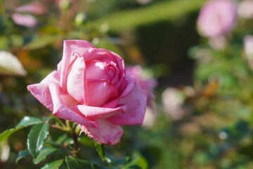 バラ園に咲く綺麗なピンク色の一輪の薔薇。