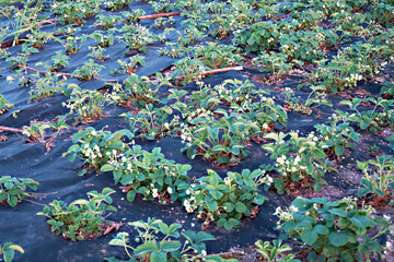 Strawberries bloom in rows under a black film. High quality photo