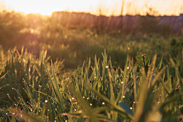 Close-up of grass with dew drops under warm sunlight, with fine focus and backlight for a beautiful...