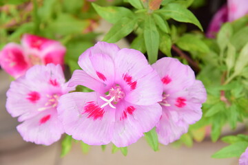 Azalea flowers bloom in the flower garden in the early spring beautiful
