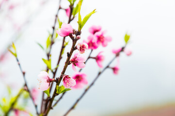 Pink peach blossom on tree branch