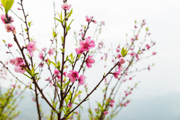 Pink peach blossom on tree branch