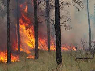 Forest fire, natural disaster, rampant fire burning trees and grass. Smoke from a fire over the forest.