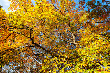 Royal Botanic Gardens in Melbourne Australia
