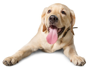 Golden retriever isolated on transparent background. PNG