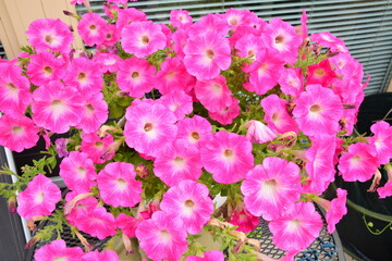 Pink Petunia flower background, pink Petunias in the pot, balcony garden
