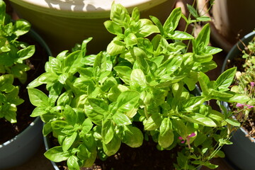 Sweet basil plant in a pot (ocimum basilicum) herb plant growing in sunlight in a balcony