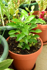 kaffir lime plant in the pot, people uses the kaffir lime leaves for cooking.