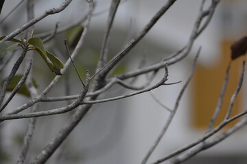 Portrait Of Tree Branches