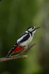 spotted woodpecker