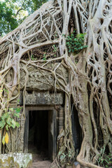 Tree growing over temple, Ta Prohm, Angkor, Cambodia