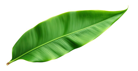 Fresh, lush green banana leaf, cut out