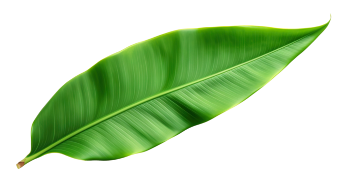 Fresh, lush green banana leaf, cut out