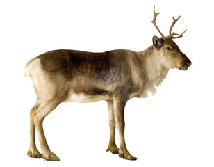Deer isolated on transparent background. PNG