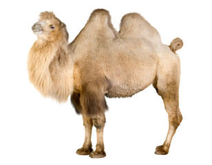 A camel isolated on transparent background. PNG