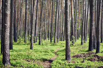 ścieżka,leśne jagody,las  © Marcin Łazarczyk