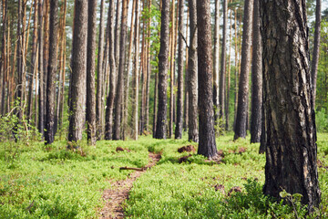 ścieżka,leśne jagody,las  © Marcin Łazarczyk