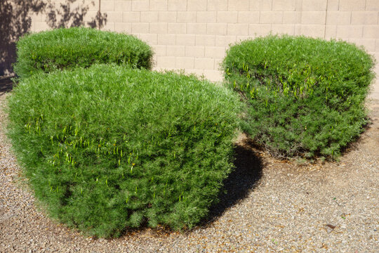 Australian native Feathery Cassia or Sive Senna (Senna Artemisioides) as informal hedge used in desert style xeriscaping in Phoenix, Arizona