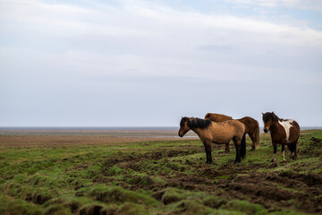 Icelandic horses standing in an empty landscape watching the rain falling