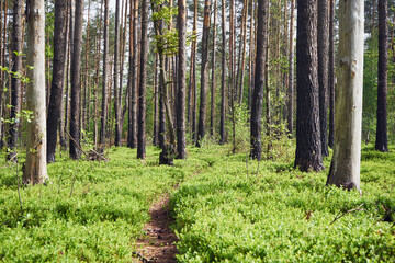 ścieżka,leśne jagody,las  © Marcin Łazarczyk