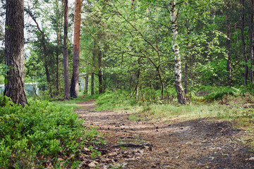 ścieżka,leśne jagody,las 