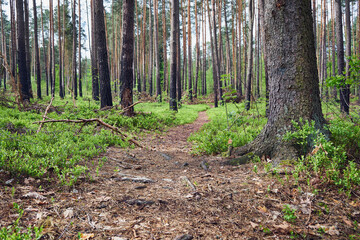 ścieżka,leśne jagody,las  © Marcin Łazarczyk