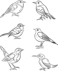 set pack of outline bird collection vector illustration isolated in white background