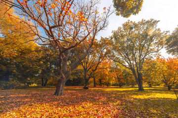 Royal Botanic Gardens in Melbourne Australia