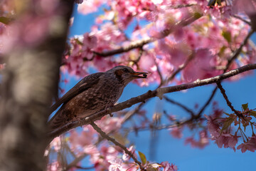 Bulbul à oreillons bruns tenant un insecte dans son bec avec des fleurs de sakuras, vu dans un parc de Yamanashi, au Japon. 