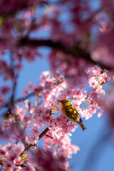 Zosterops du Japon, également appelé Mejiro, avec des fleurs de cerisiers, dans un parc de...