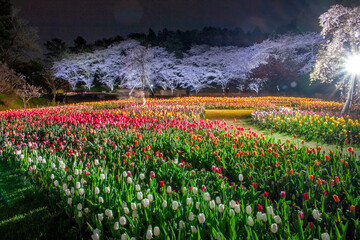 field of tulips