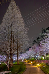 Flower park ,night shot