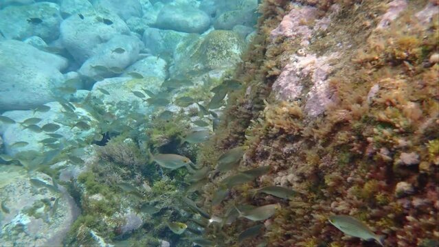 Teneriffa, Spanien: Ein Schwarm Goldstriemen