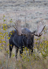 Bull Moose During the Rut in Autumn in Wyoming
