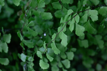 mairis hardy maidenhair fern