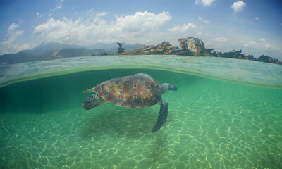 a sea turtle on a beach in the caribbean sea