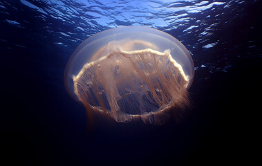 a jellyfish in the caribbean sea