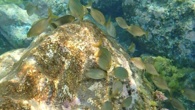 Teneriffa, Spanien: Ein Schwarm Goldstriemen
