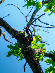Woodpecker