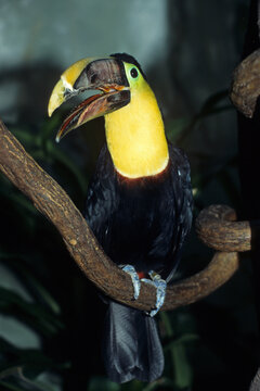 Toucan tocard,.Ramphastos ambiguus , Yellow throated Toucan